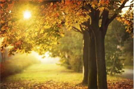 广东成人高考的报考条件是什么?